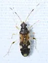 Ozophora burmeisteri - photo 3