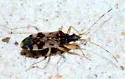 Ozophora burmeisteri - photo 5