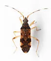 Ozophora caroli