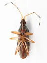 Ozophora caroli - photo 2