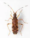 Ozophora caroli - photo 3