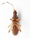 Ozophora caroli - photo 4