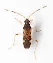 Ozophora caroli - photo 5