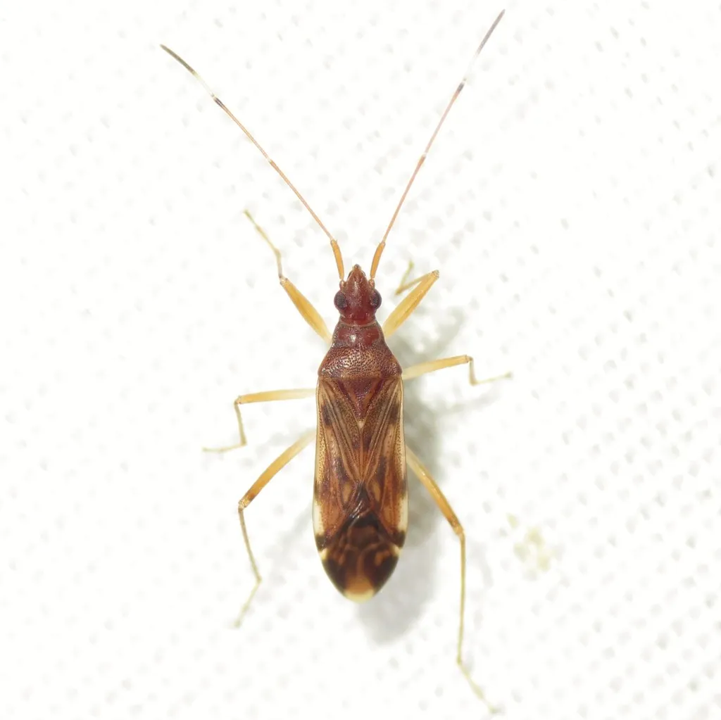 Ozophora depicturata - photo 2
