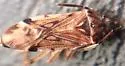 Ozophora gilva