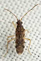 Ozophora heydoni