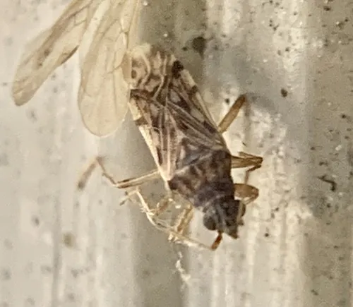 Ozophora laticephala