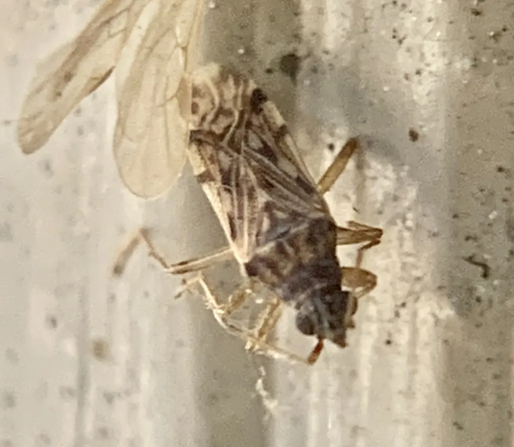Ozophora laticephala - photo 2