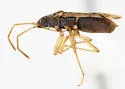 Ozophora maculata - photo 2