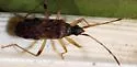 Ozophora occidentalis - Ozophora occidentalis