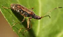 Ozophora occidentalis - photo 2