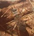 Ozophora occidentalis - photo 3