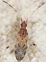 Ozophora occidentalis - photo 4