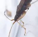 Ozophora occidentalis - photo 5