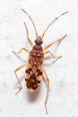 Ozophora picturata - photo 3