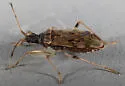 Ozophora salsaverdeae - Ozophora salsaverdeae