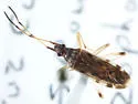 Ozophora salsaverdeae - photo 2
