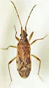 Ozophora salsaverdeae - photo 4