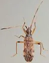 Ozophora salsaverdeae - photo 5