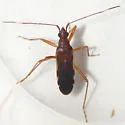 Ozophora trinotata - photo 3