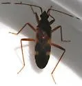 Ozophora trinotata - photo 5