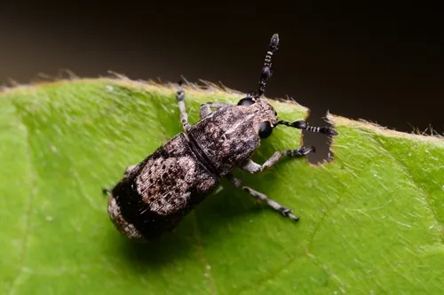 Japanese Fungus Weevil