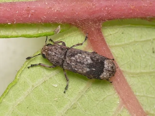 Japanese Fungus Weevil - photo 2
