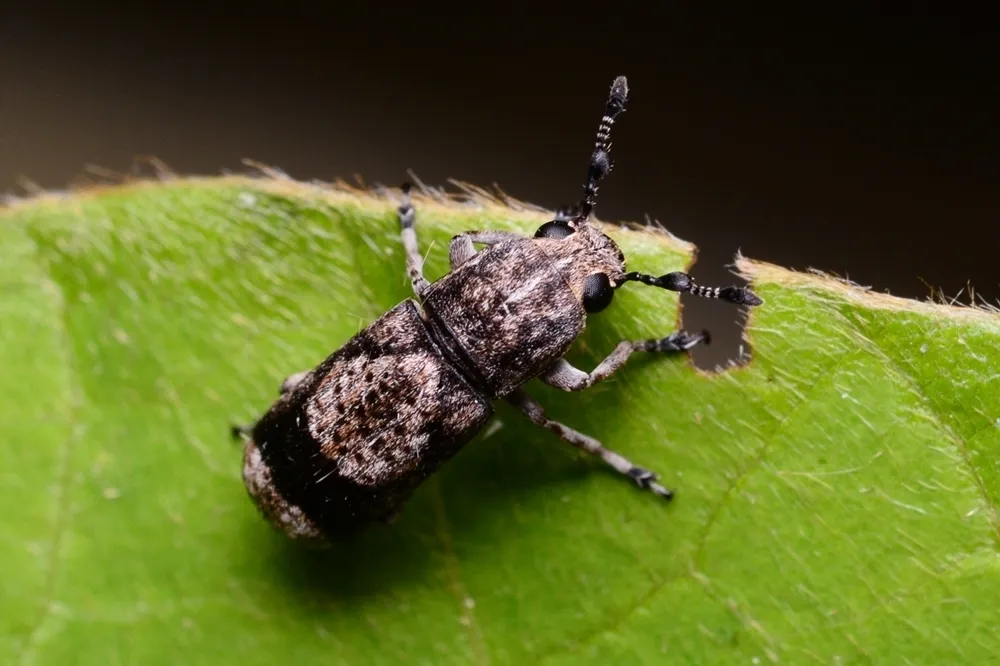 Japanese Fungus Weevil - photo 3