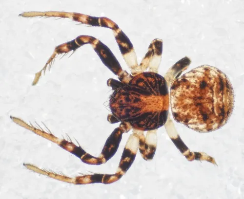 Ozyptila brevipes