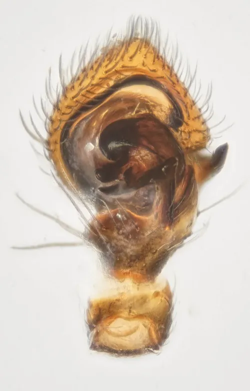 Ozyptila brevipes - photo 2