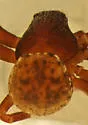 Ozyptila monroensis