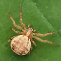 Ozyptila pacifica