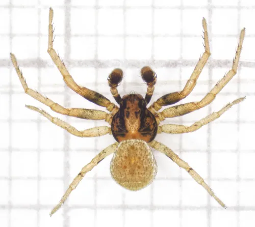 Ozyptila simplex