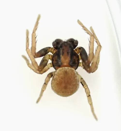 Ozyptila simplex - photo 2