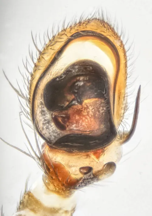 Ozyptila simplex - photo 3
