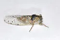Little Mesquite Cicada