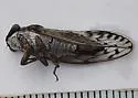 Little Mesquite Cicada - photo 2