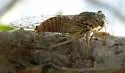 Little Mesquite Cicada - photo 3