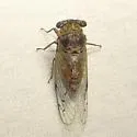 Little Mesquite Cicada - photo 4