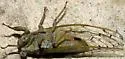 Little Mesquite Cicada - photo 5