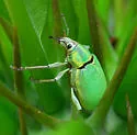 Blue-green Citrus Root Weevil