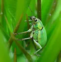 Blue-green Citrus Root Weevil - photo 2