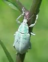 Blue-green Citrus Root Weevil - photo 3