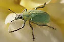Blue-green Citrus Root Weevil - photo 4