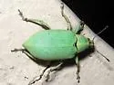 Blue-green Citrus Root Weevil - photo 5