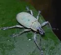Northern Citrus Root Weevil - Pachnaeus opalus