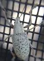 Northern Citrus Root Weevil - photo 2