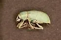 Northern Citrus Root Weevil - photo 3