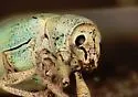 Northern Citrus Root Weevil - photo 4