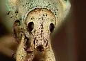 Northern Citrus Root Weevil - photo 5